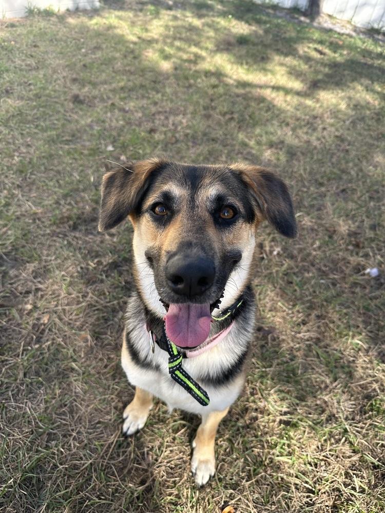 Enlarge Bailey, a Adoptable mixed breed in Orlando, FL image 2/4