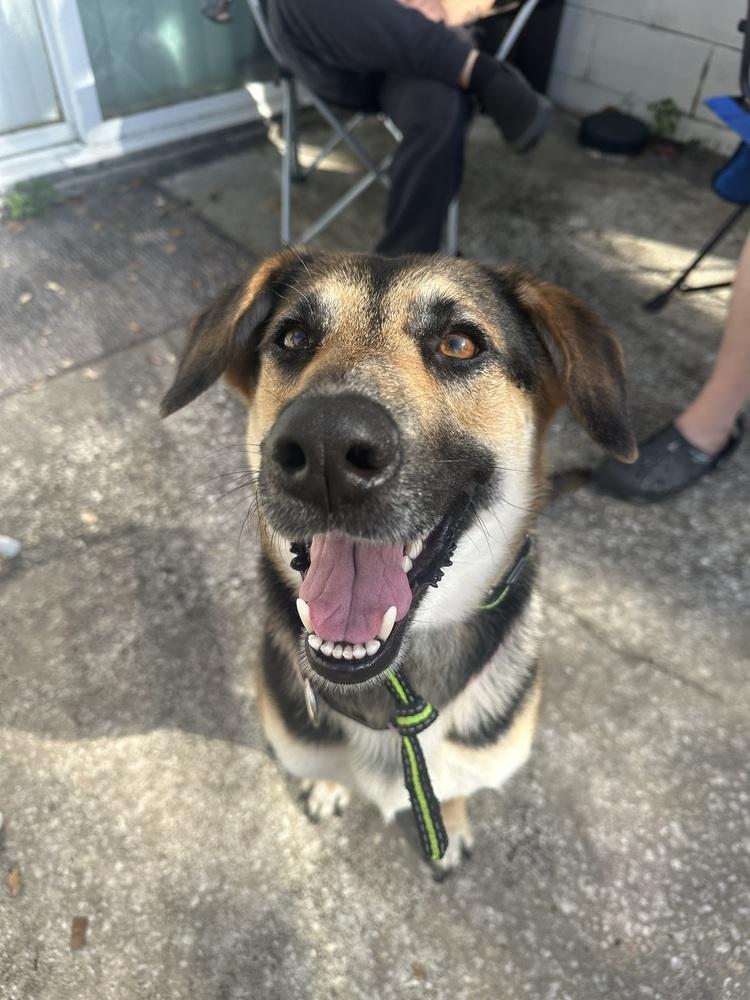 Enlarge Bailey, a Adoptable mixed breed in Orlando, FL image 4/4