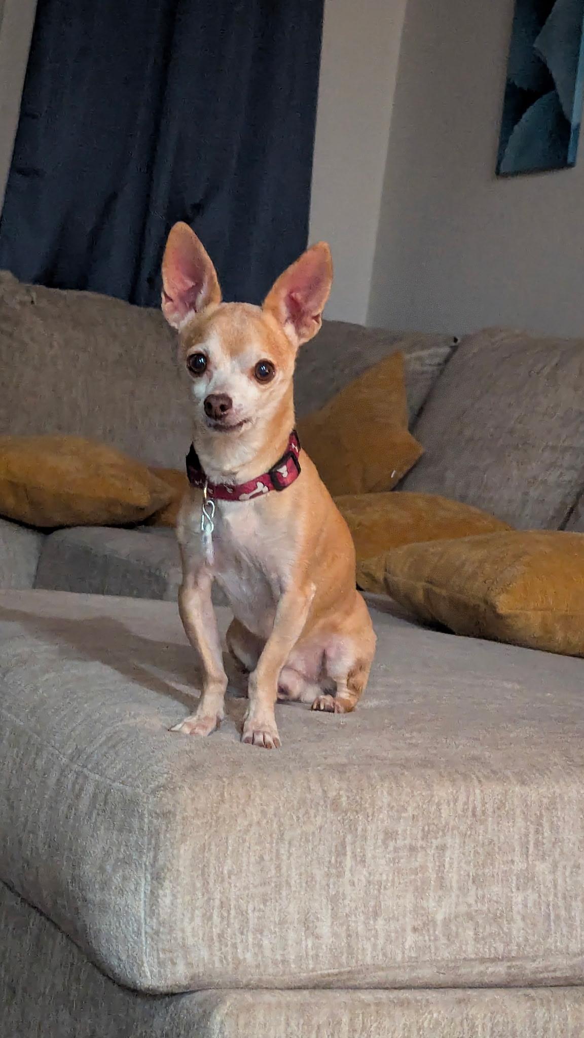 Paco — thumbnail 4