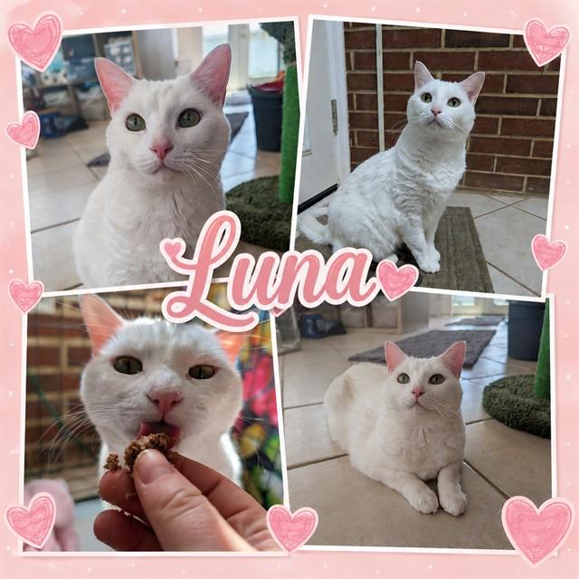 LUNA, Adoptable, Adult Female Domestic Short Hair.