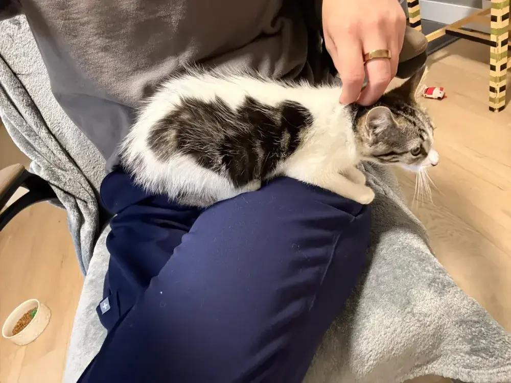 Ruthie, Adoptable, Kitten Female Domestic Short Hair.