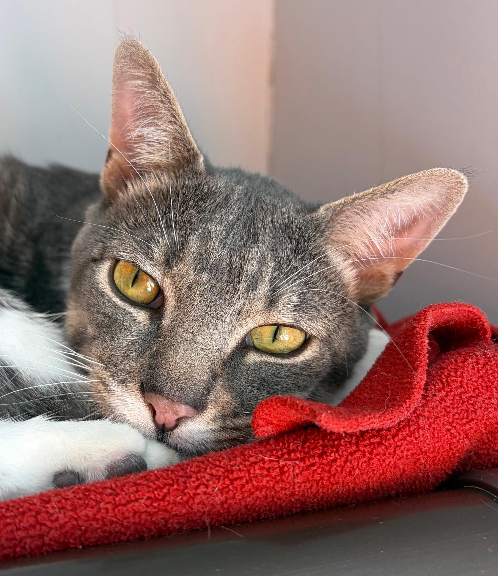 Enlarge Lee, an adoptable Domestic Short Hair in Ridgefield, CT image 4/6