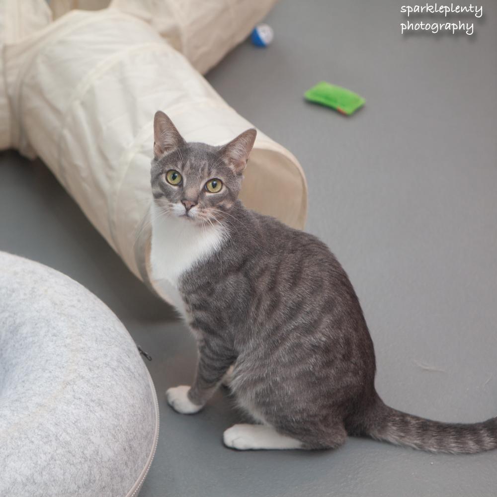 Enlarge Lee, an adoptable Domestic Short Hair in Ridgefield, CT image 2/6
