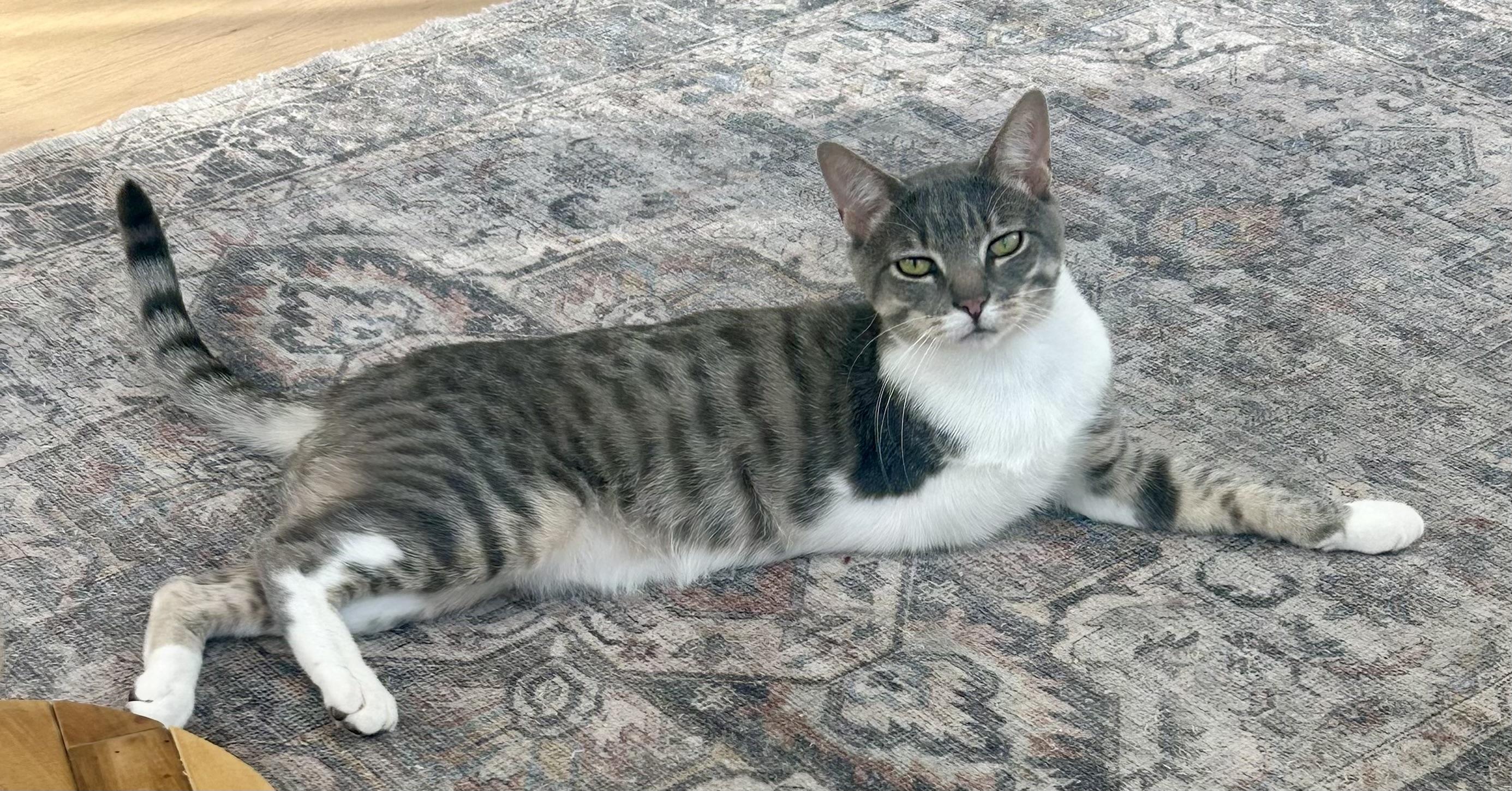 Lee, adoptable, Young Male Domestic Short Hair.