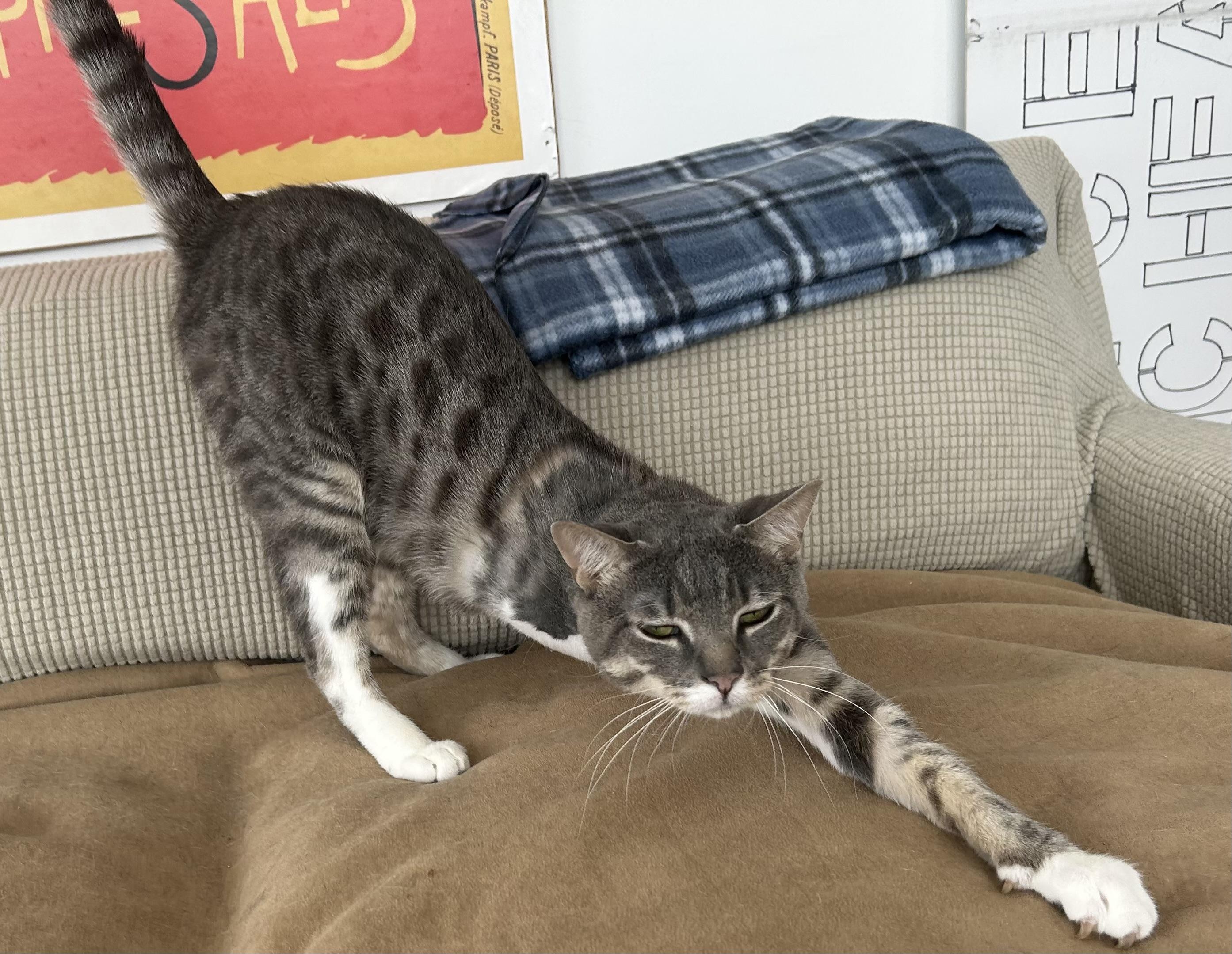 Enlarge Lee, an adoptable Domestic Short Hair in Ridgefield, CT image 5/6