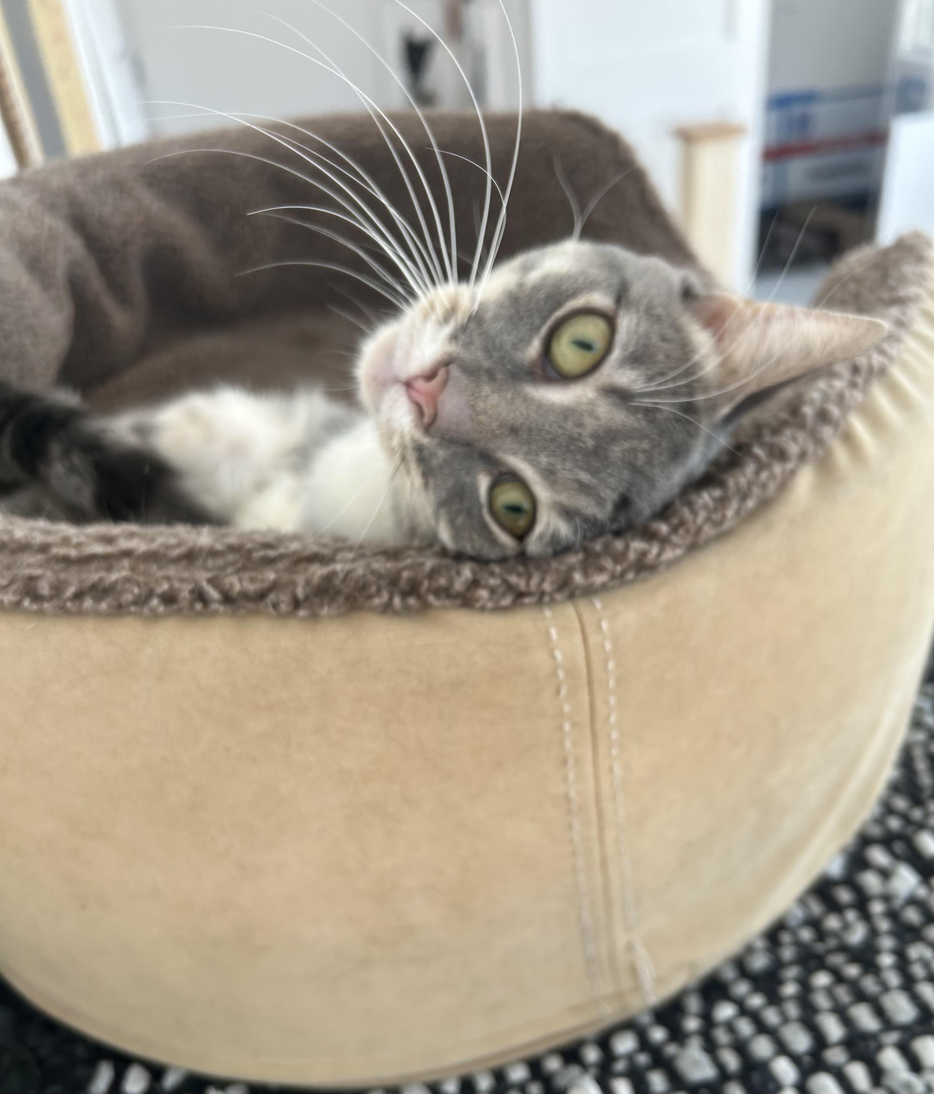 Enlarge Lee, an adoptable Domestic Short Hair in Ridgefield, CT image 2/6