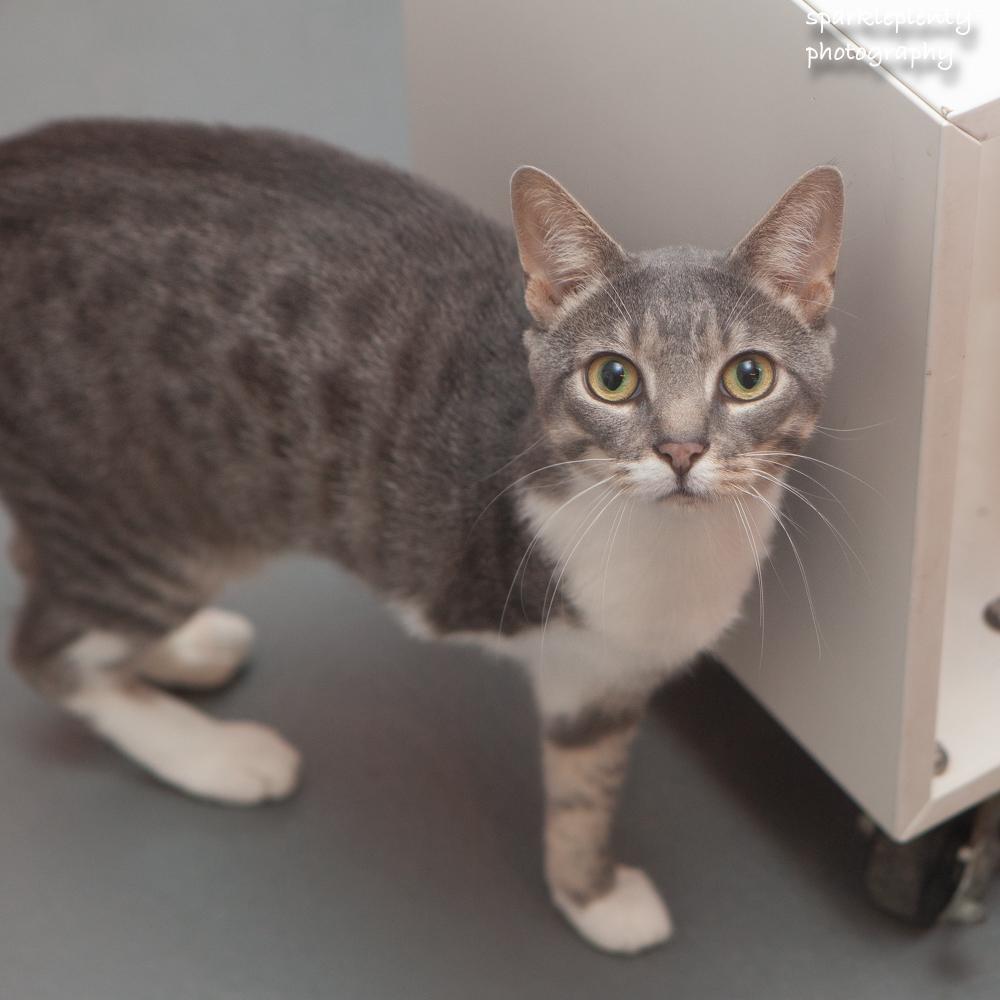 Lee, adoptable, Young Male Domestic Short Hair.