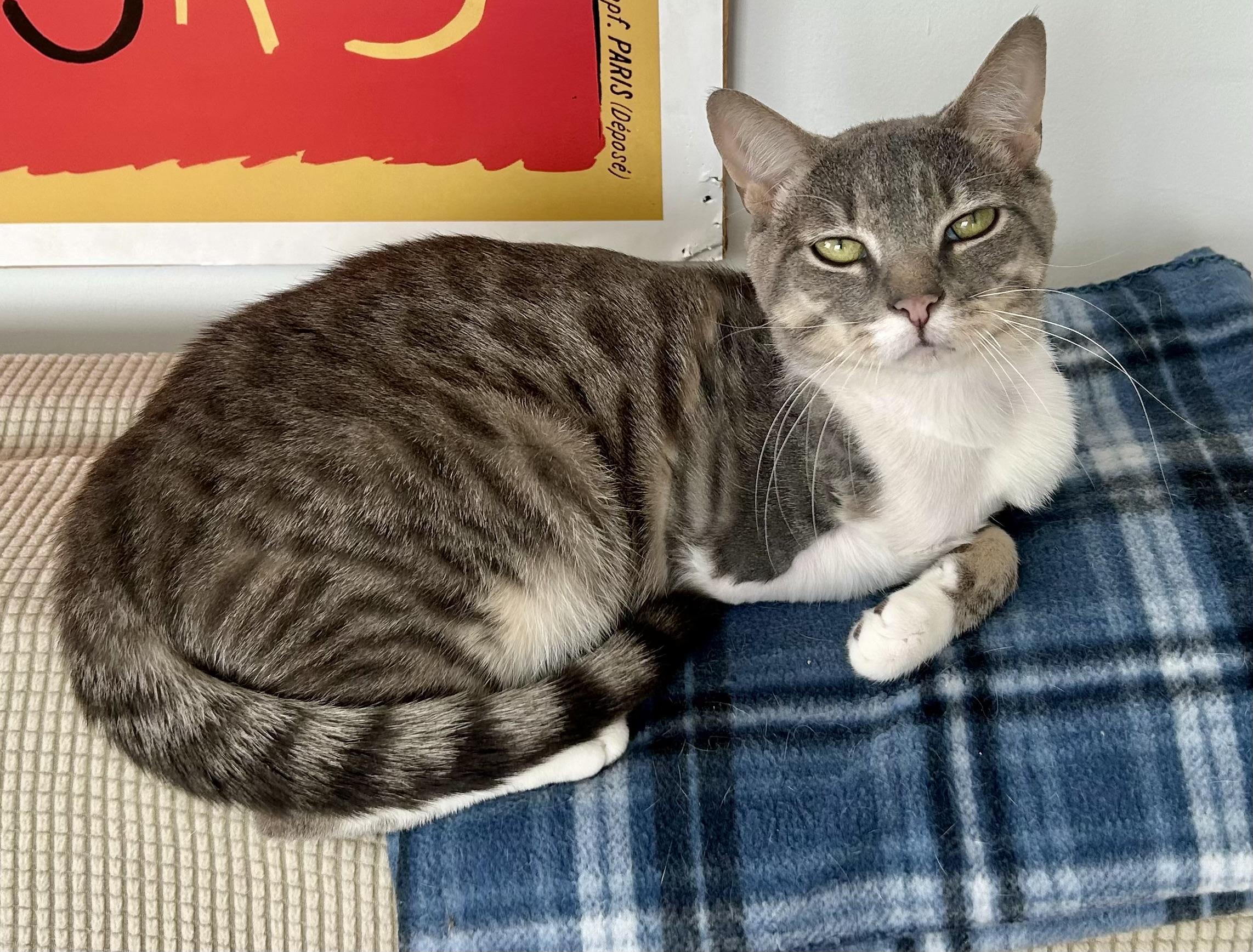 Enlarge Lee, an adoptable Domestic Short Hair in Ridgefield, CT image 4/6