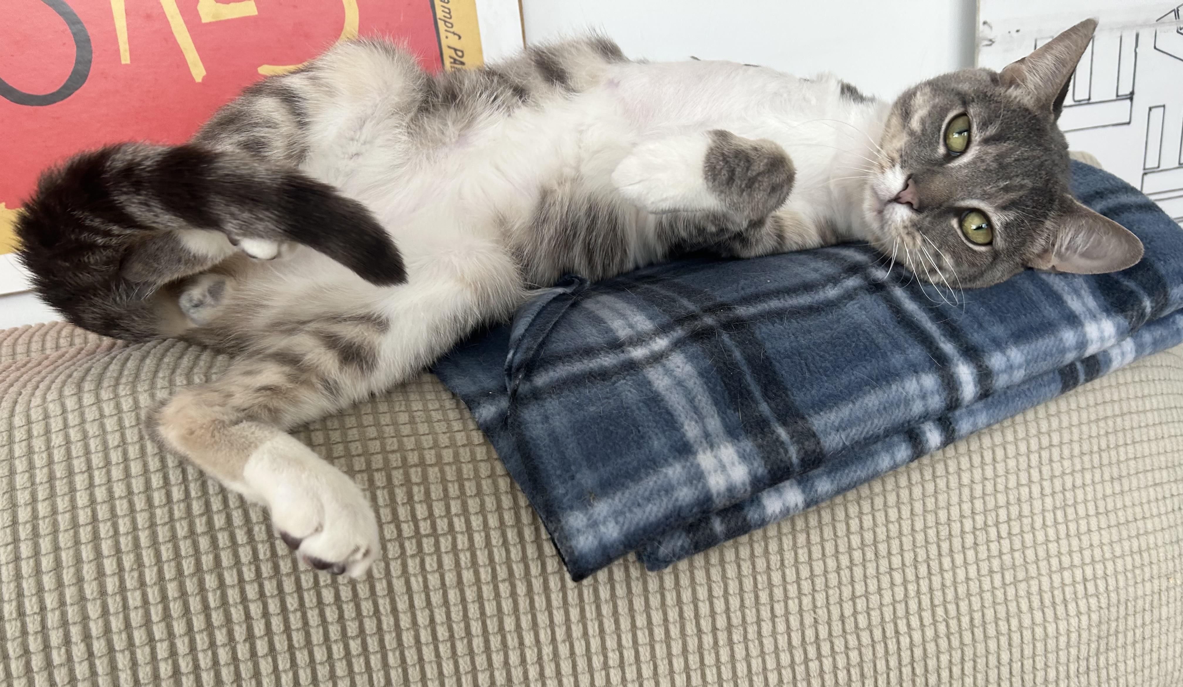 Enlarge Lee, an adoptable Domestic Short Hair in Ridgefield, CT image 3/6