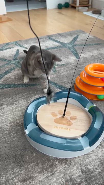 Enlarge Lee, an adoptable Domestic Short Hair in Ridgefield, CT video 6/6