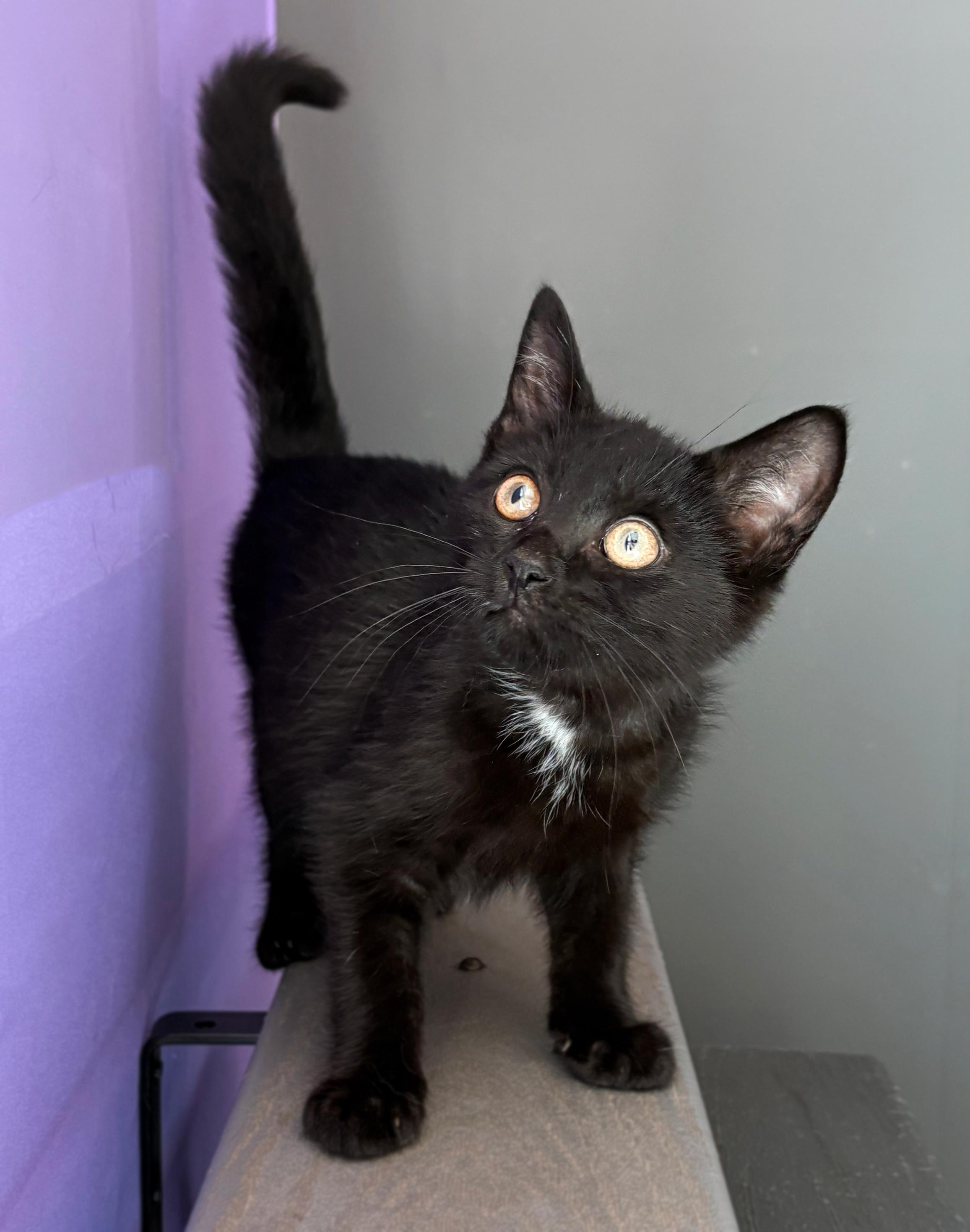 Pets for adoption from Binx's Home for Black Cats, Co. | Petfinder