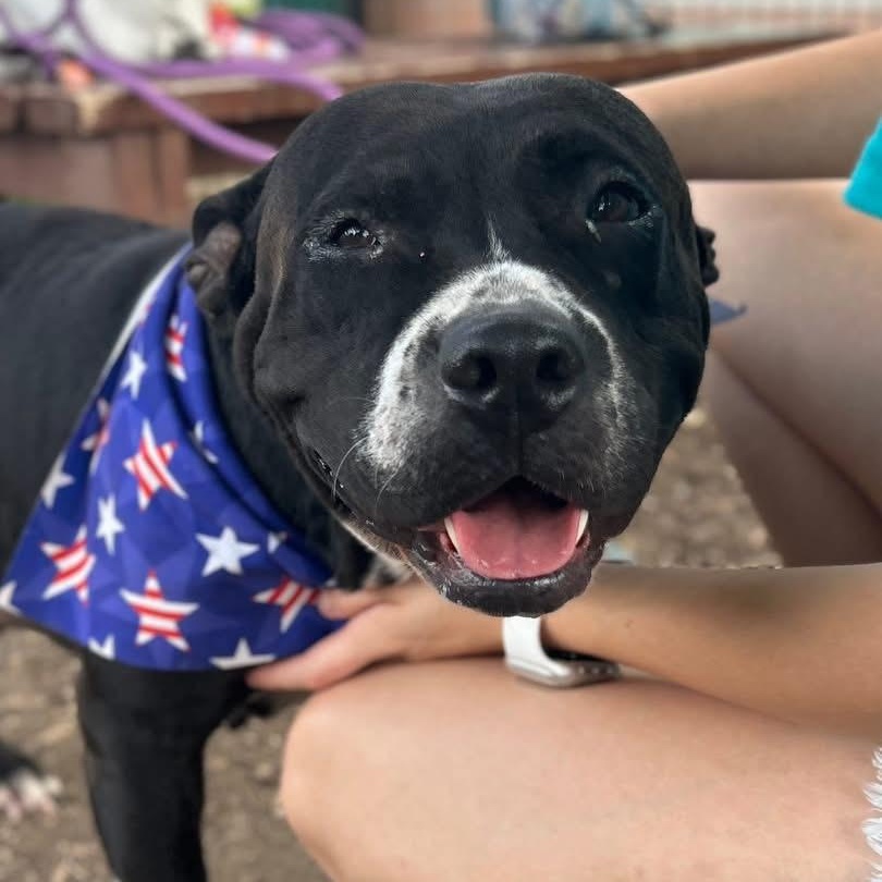 Enlarge Peggy Sue, a Adoptable Pit Bull Terrier in Buffalo, NY image 6/6