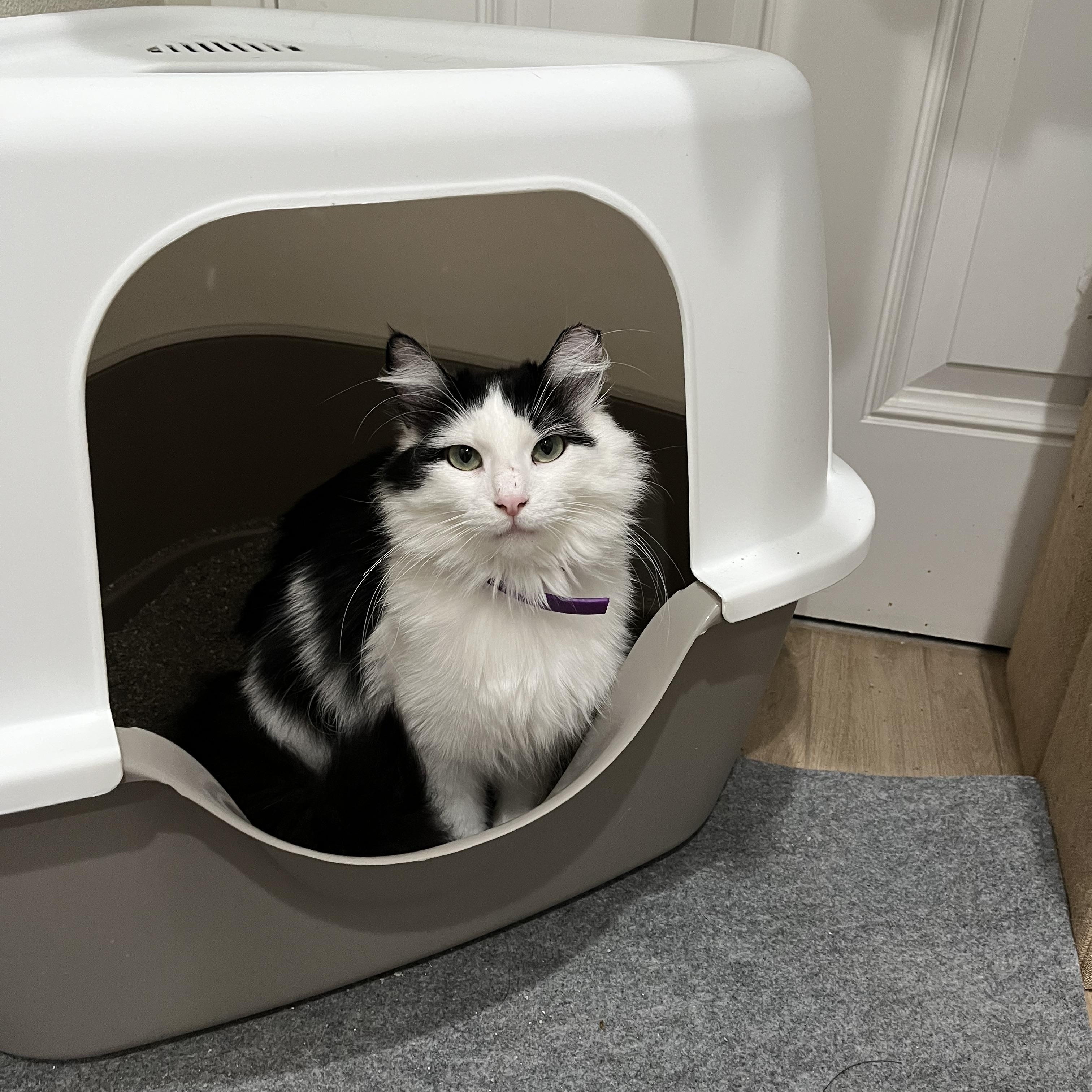 Enlarge Queen Sheba, a Adoptable Domestic Long Hair in Fresno, CA image 1/3