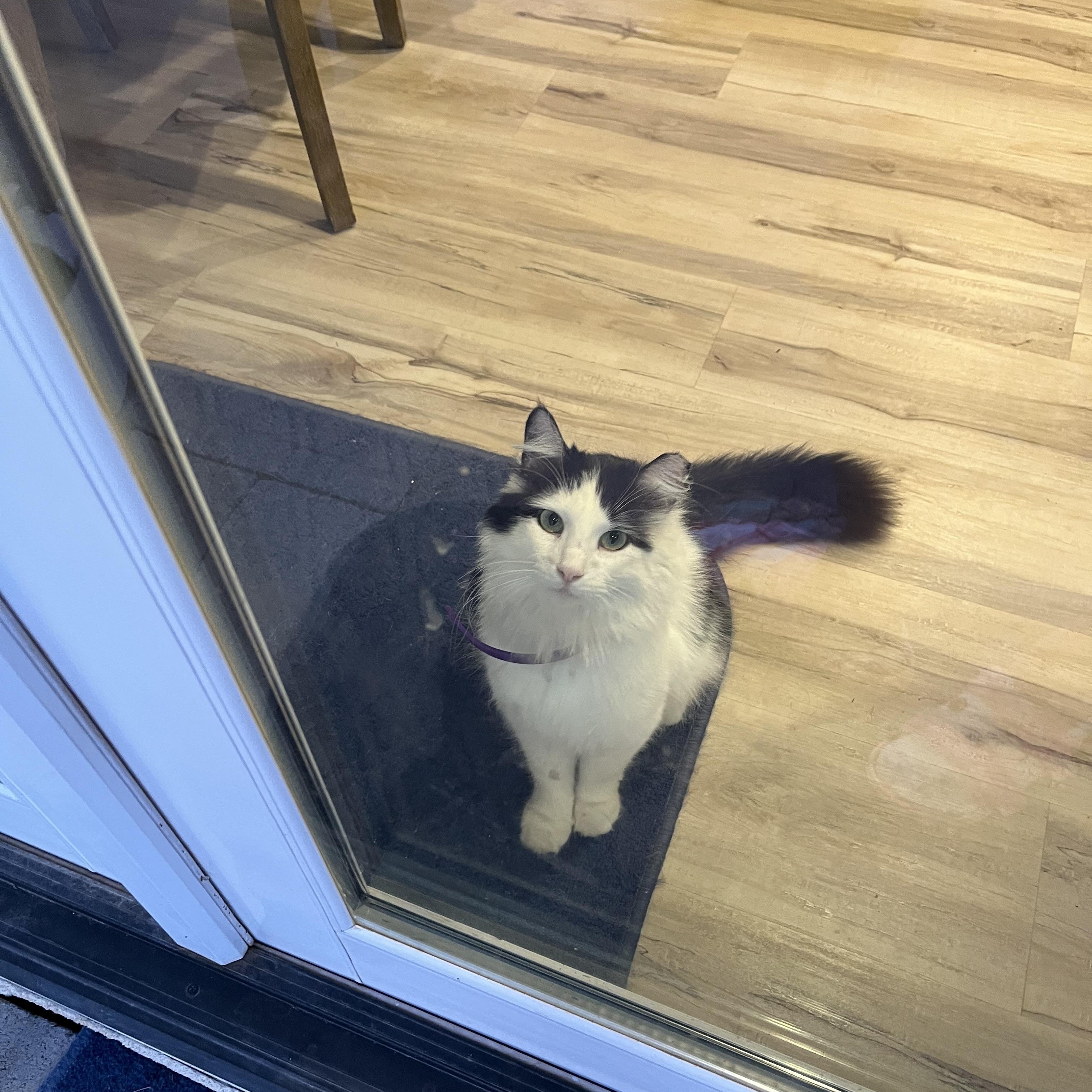 Queen Sheba, Adoptable, Adult Female Domestic Long Hair.