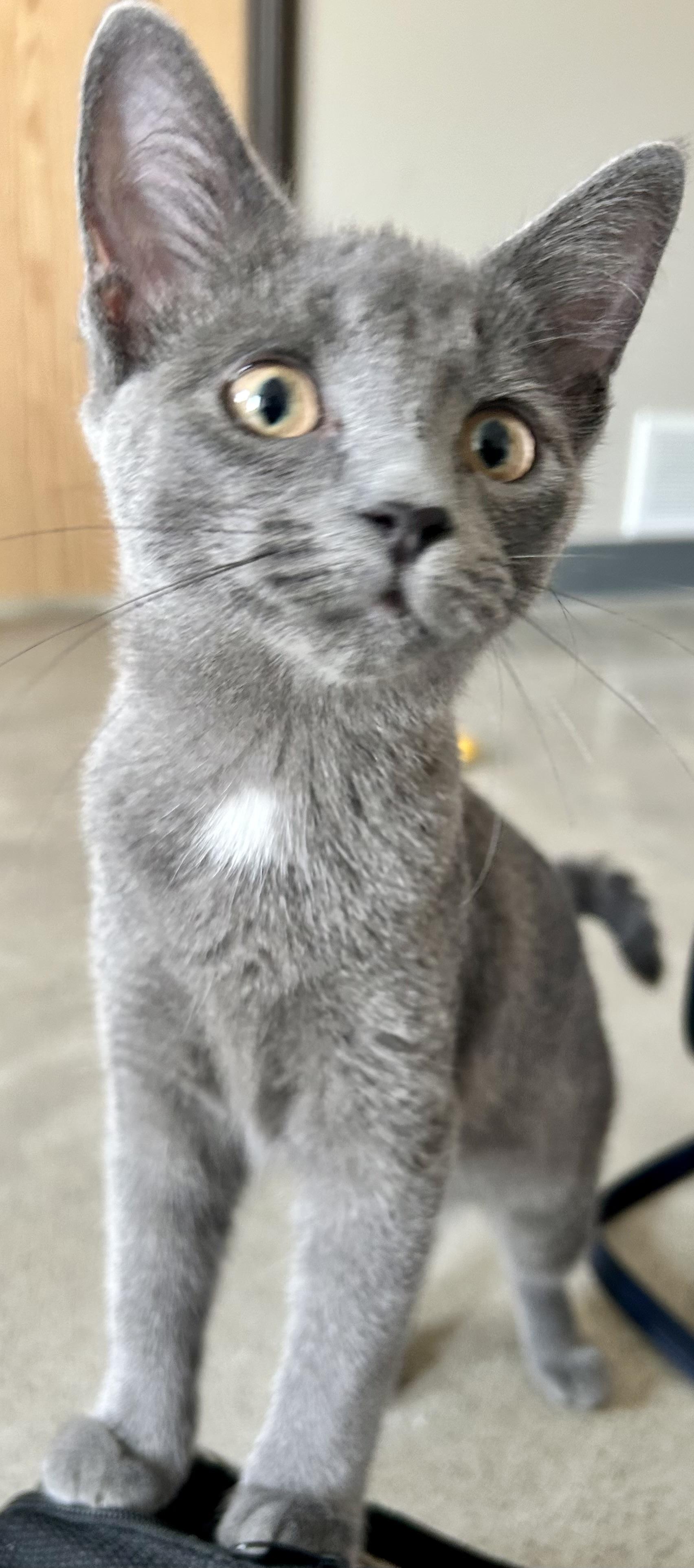 Enlarge Glitter, a ADOPTABLE mixed breed in Sandusky, MI image 1/1