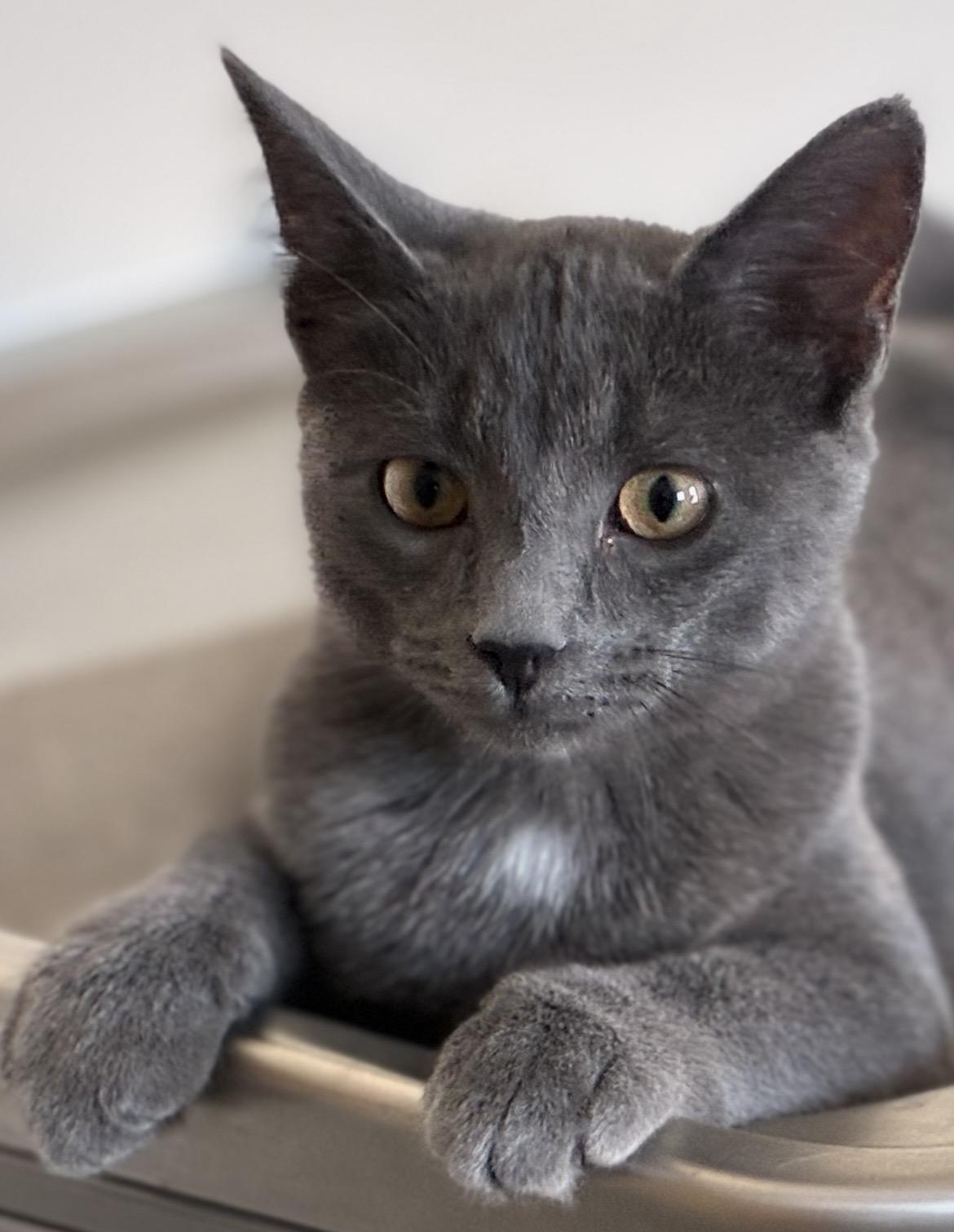 Enlarge Glitter, a ADOPTABLE mixed breed in Sandusky, MI image 3/5