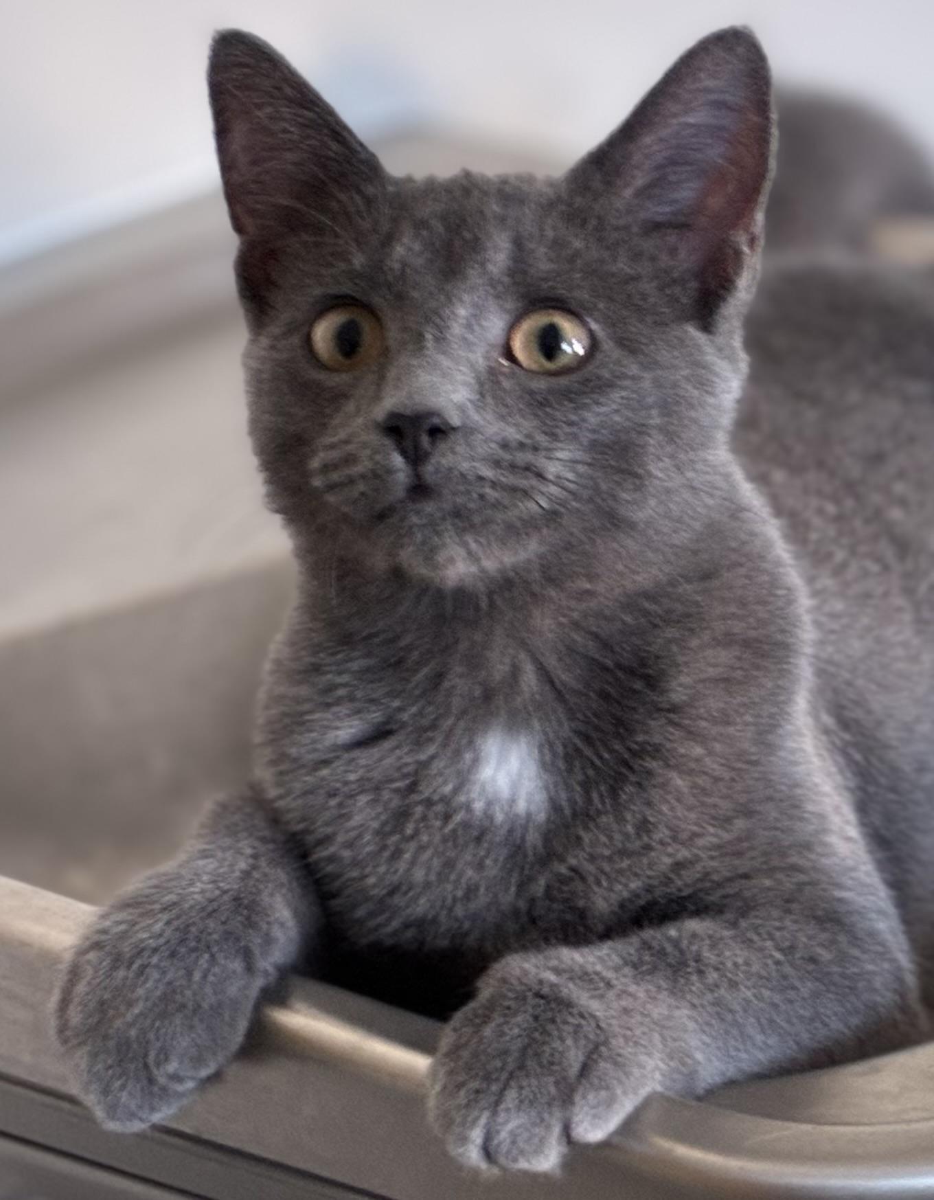 Glitter, ADOPTABLE, Young Female Domestic Medium Hair.