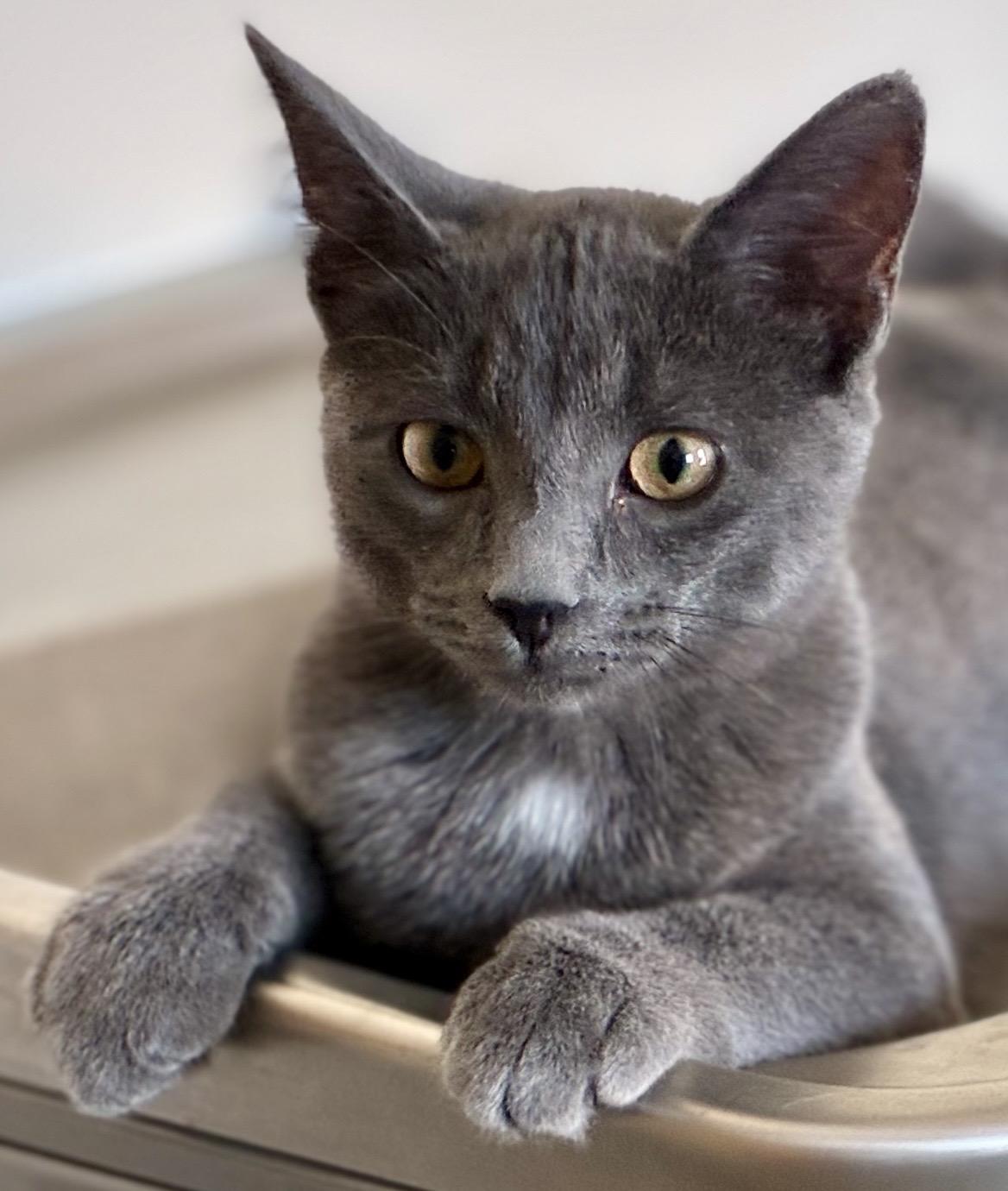 Enlarge Glitter, a ADOPTABLE mixed breed in Sandusky, MI image 5/5