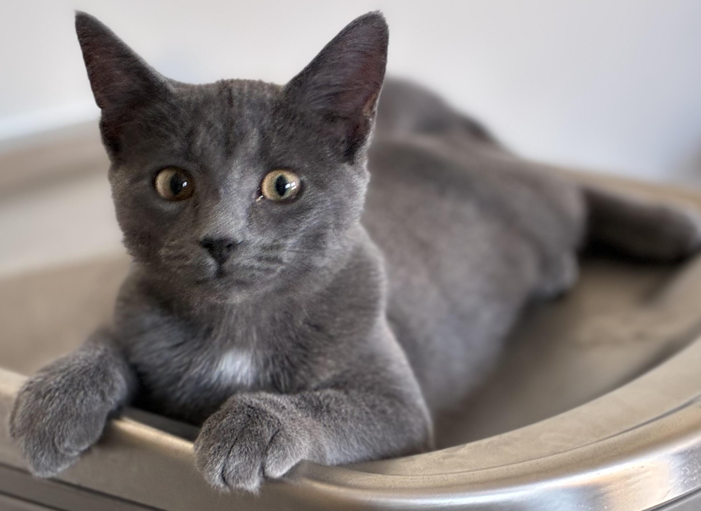 Enlarge Glitter, a ADOPTABLE mixed breed in Sandusky, MI image 4/5