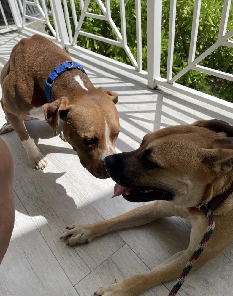 Billy, Adoptable, Adult Male Mixed Breed.