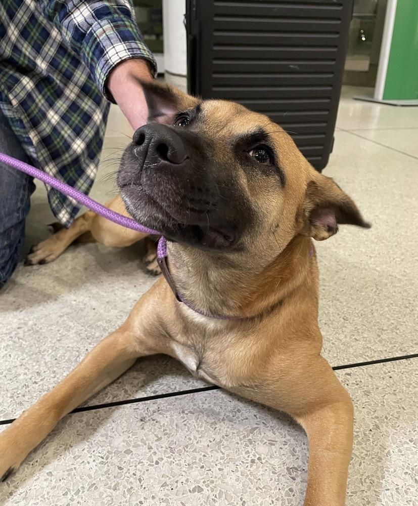 Enlarge Billy, a Adoptable mixed breed in Waterbury, CT image 2/6