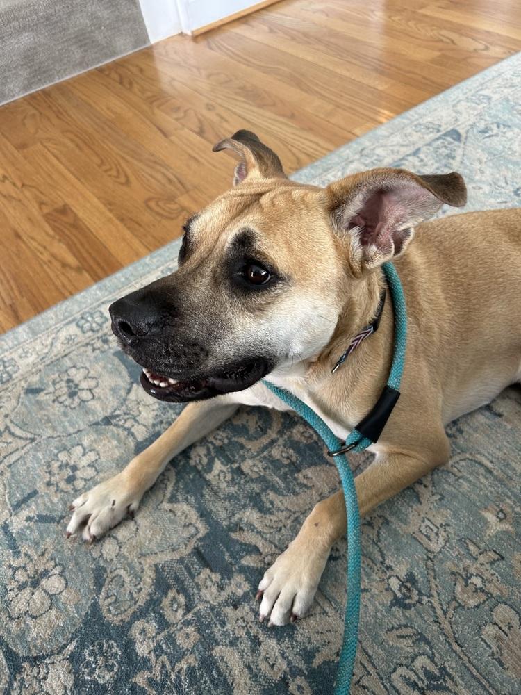 Enlarge Billy, a Adoptable mixed breed in Waterbury, CT image 4/6