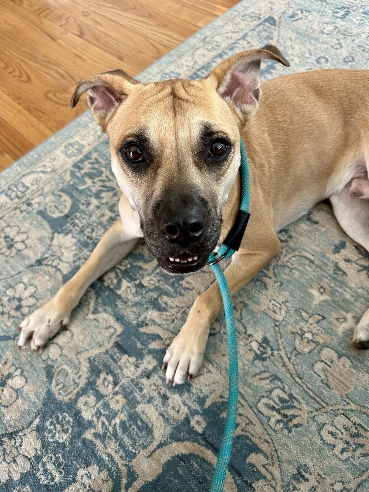 Enlarge Billy, a Adoptable mixed breed in Waterbury, CT image 5/6