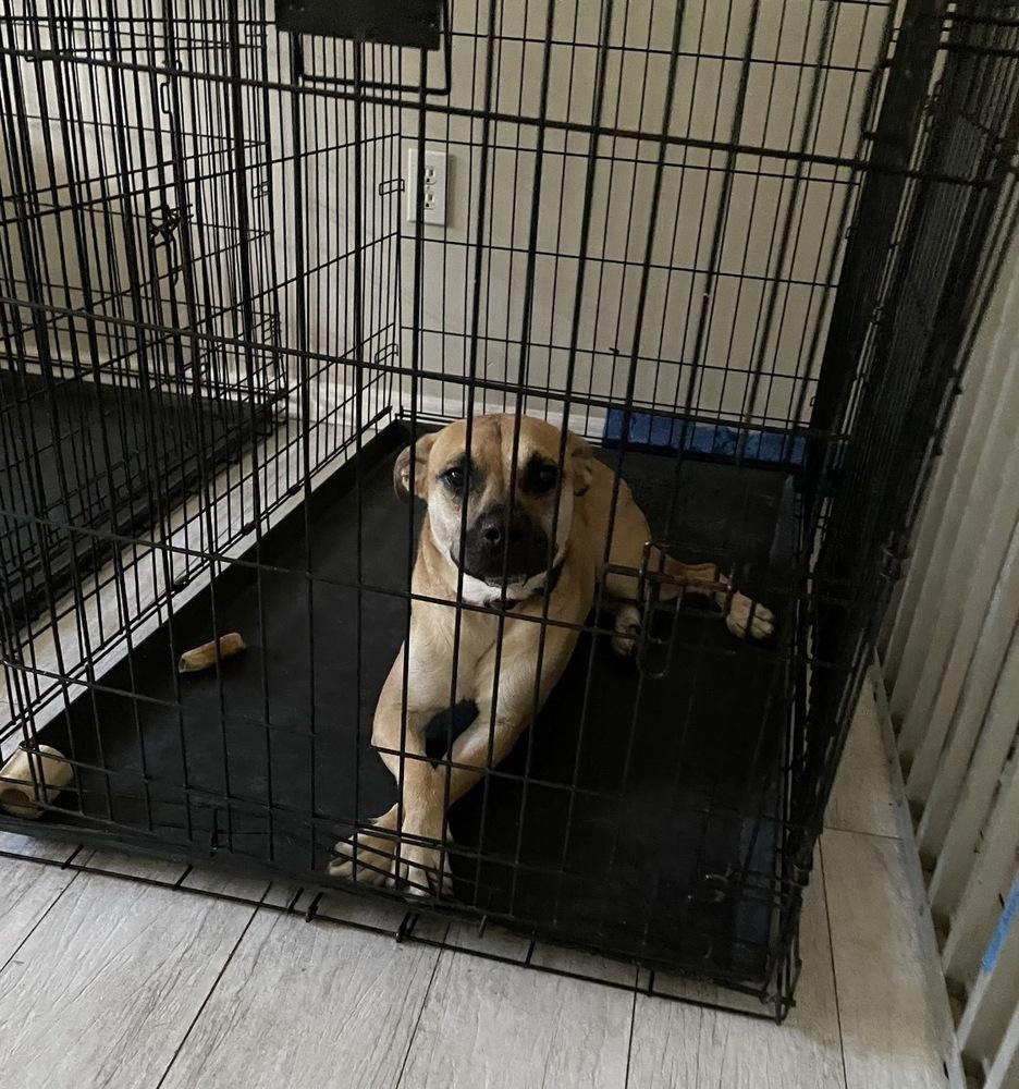Enlarge Billy, a Adoptable mixed breed in Waterbury, CT image 6/6