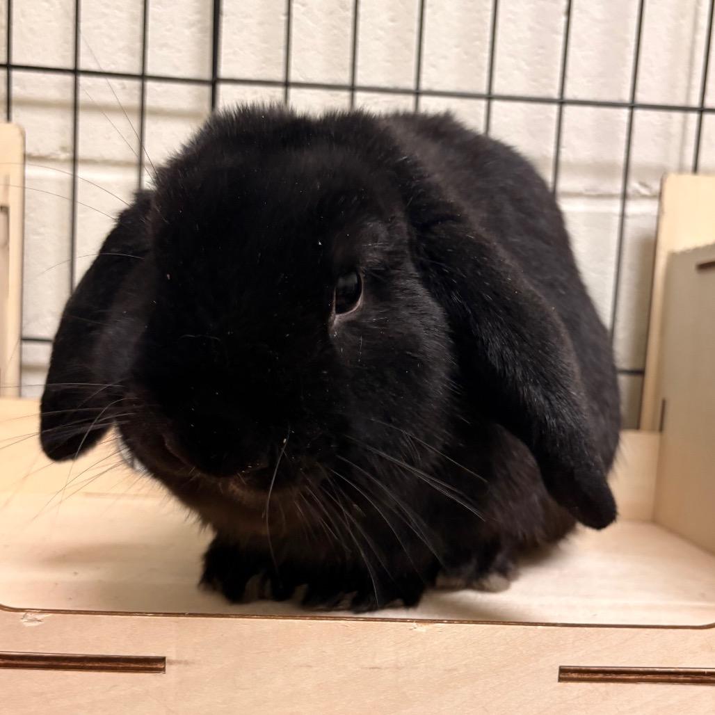 Tate - Available from Foster, Adoptable, Young Male American Fuzzy Lop.