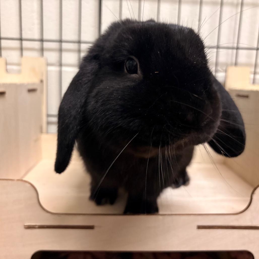 Enlarge Tate, a Adoptable American Fuzzy Lop in South Burlington, VT image 2/6
