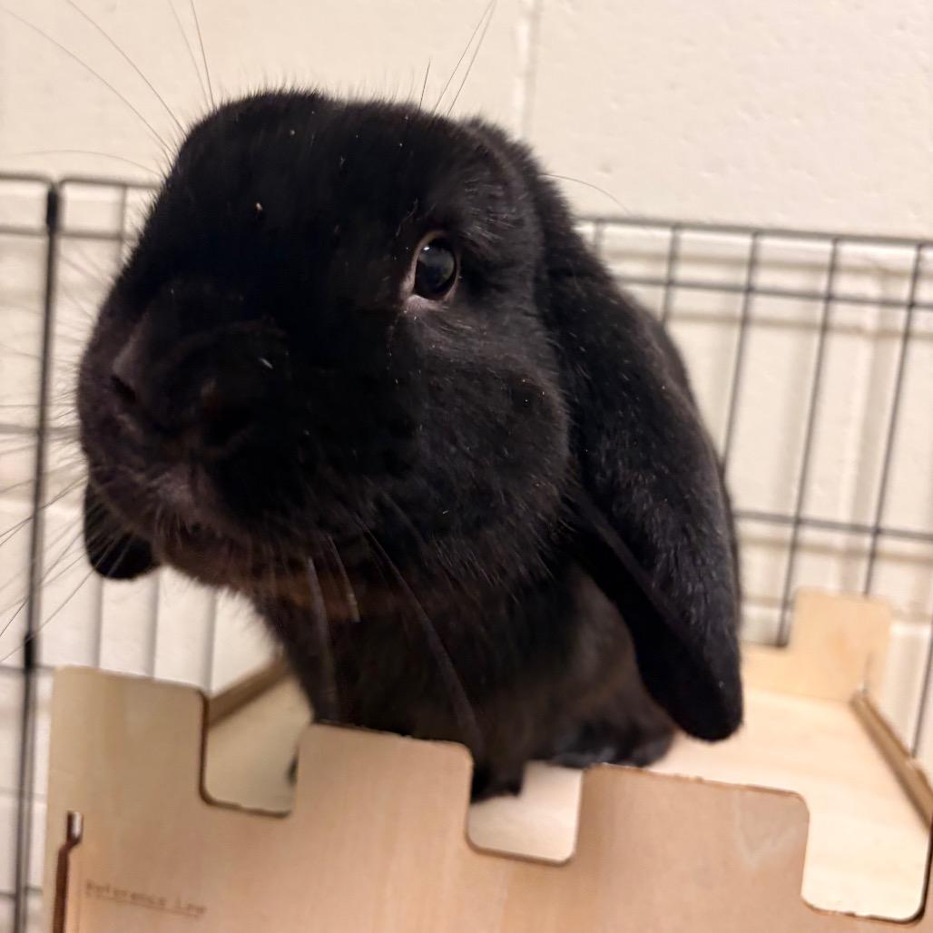 Enlarge Tate, a Adoptable American Fuzzy Lop in South Burlington, VT image 3/6