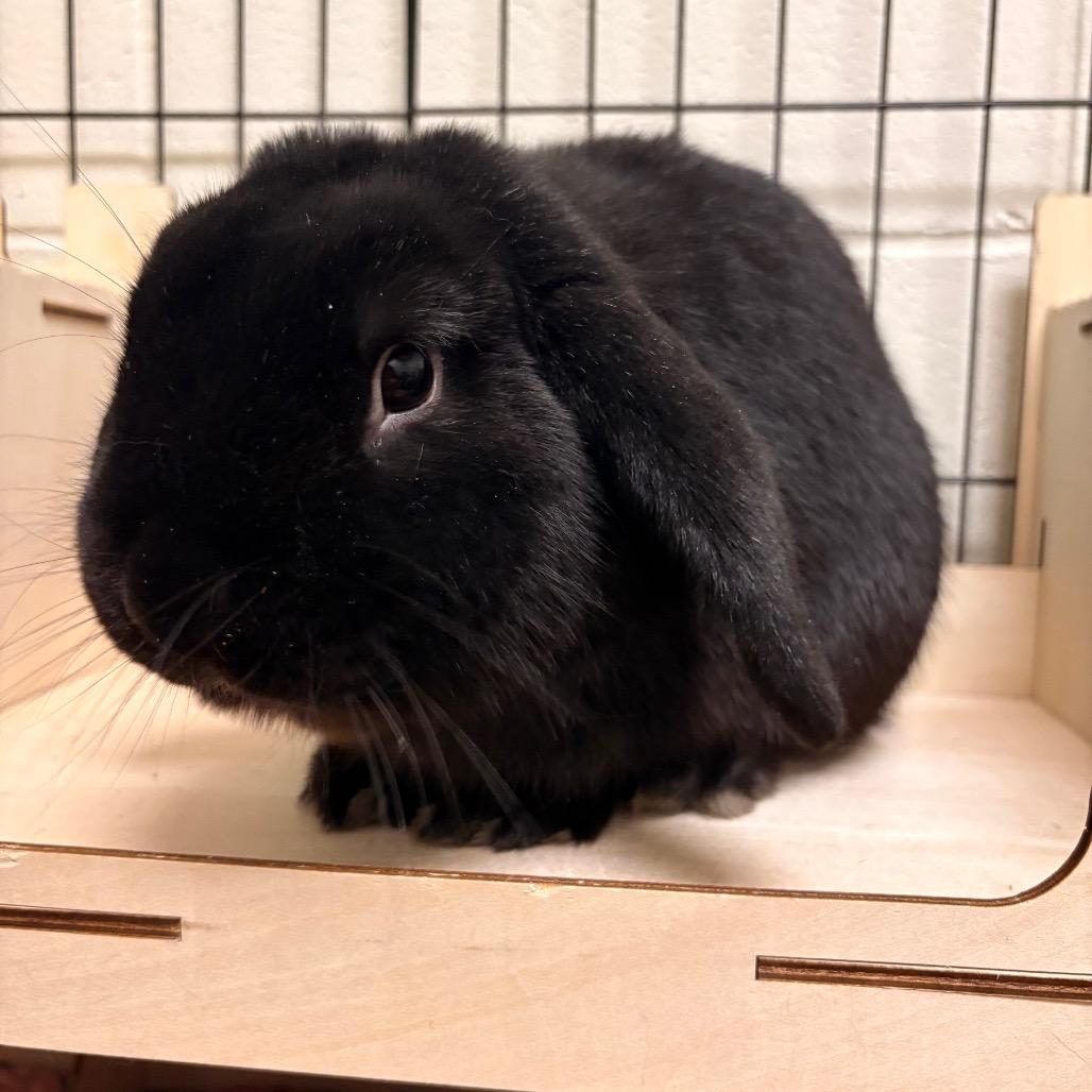 Enlarge Tate, a Adoptable American Fuzzy Lop in South Burlington, VT image 4/6