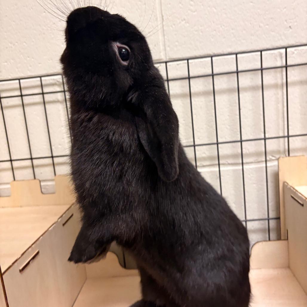 Enlarge Tate, a Adoptable American Fuzzy Lop in South Burlington, VT image 5/6