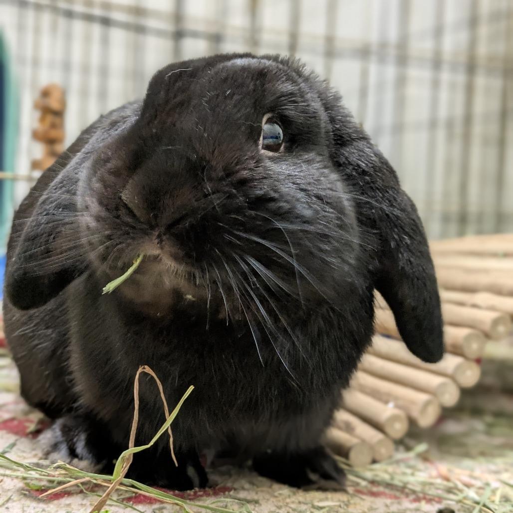 Enlarge Tate, a Adoptable American Fuzzy Lop in South Burlington, VT image 6/6