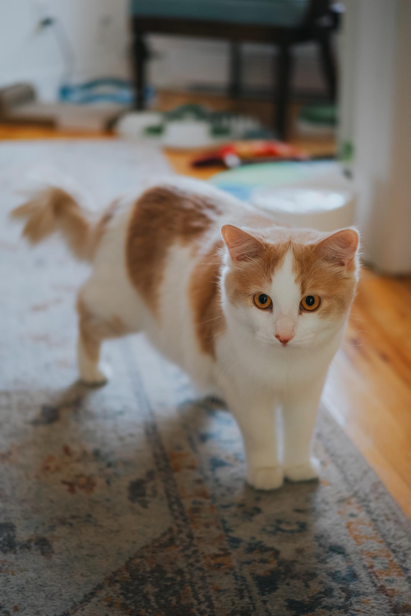 Enlarge Splash, a Adopted Turkish Angora in Montreal, QC image 5/5