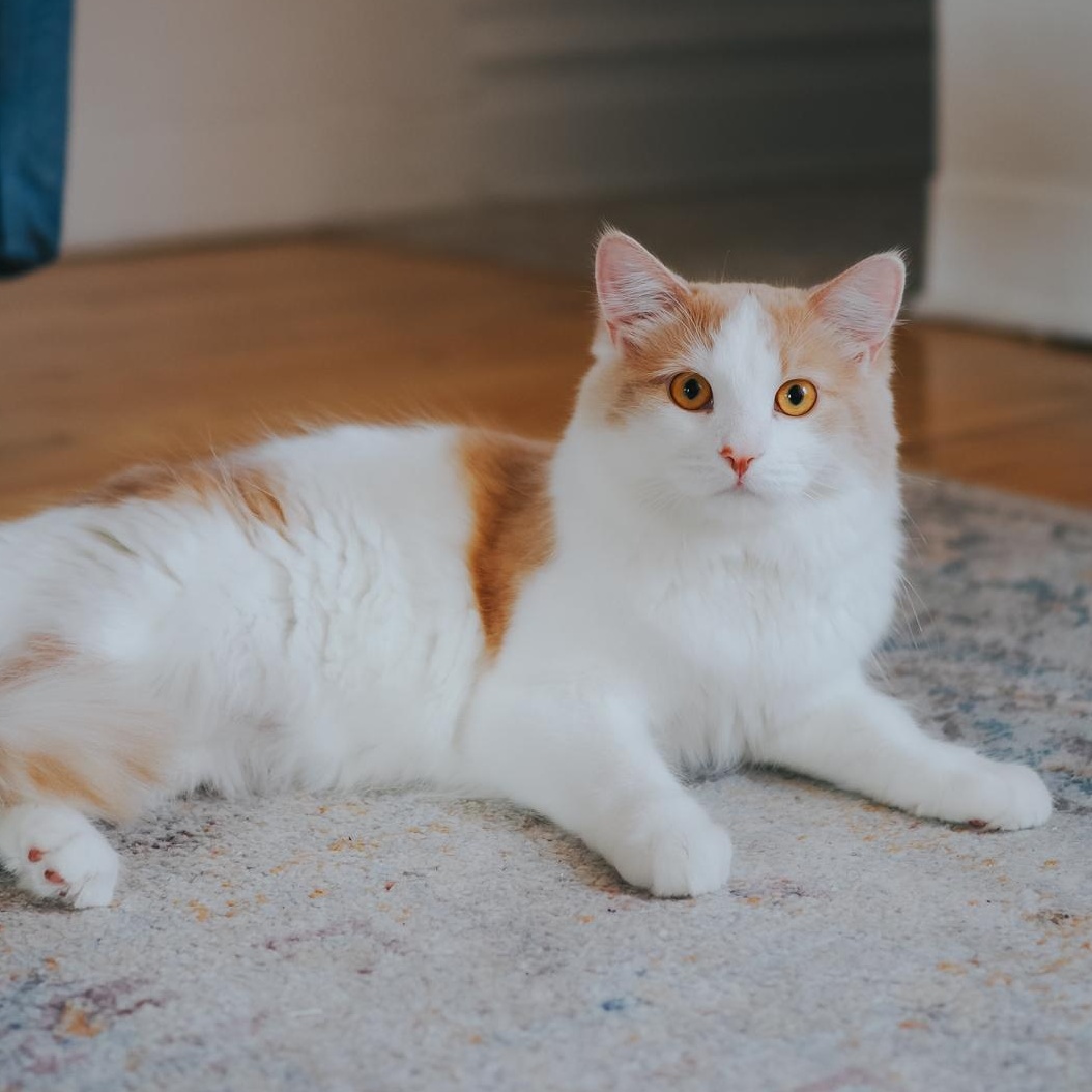 Enlarge Splash, a Adopted Turkish Angora in Montreal, QC image 1/5