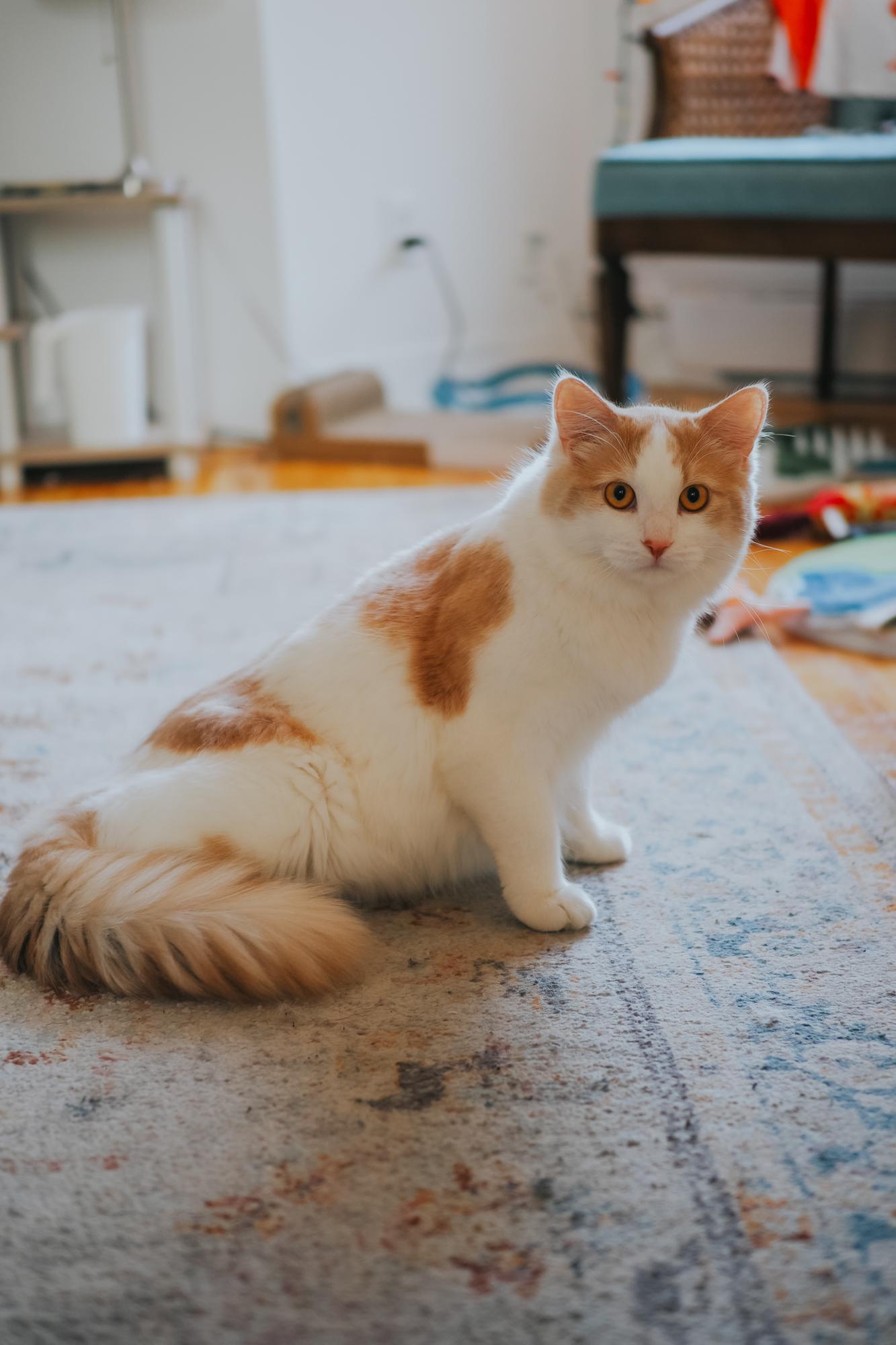 Enlarge Splash, a Adopted Turkish Angora in Montreal, QC image 3/5