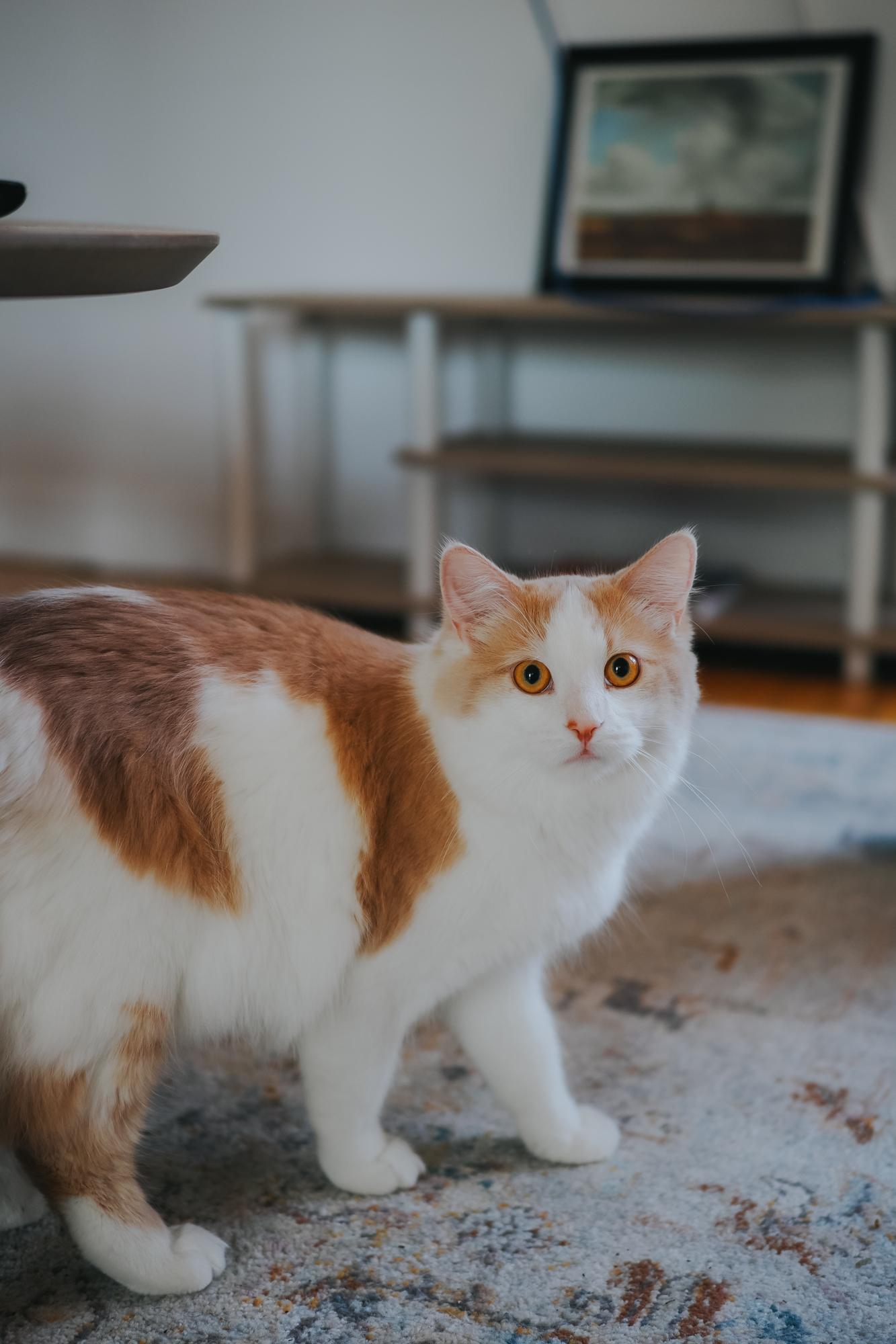 Enlarge Splash, a Adopted Turkish Angora in Montreal, QC image 2/5