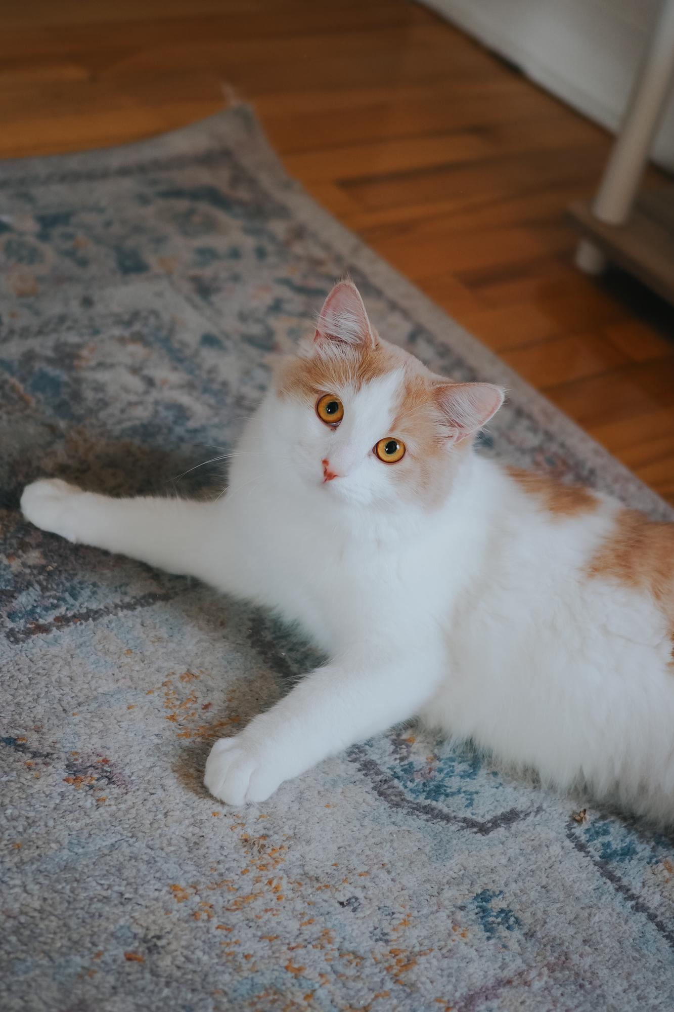 Enlarge Splash, a Adopted Turkish Angora in Montreal, QC image 4/5