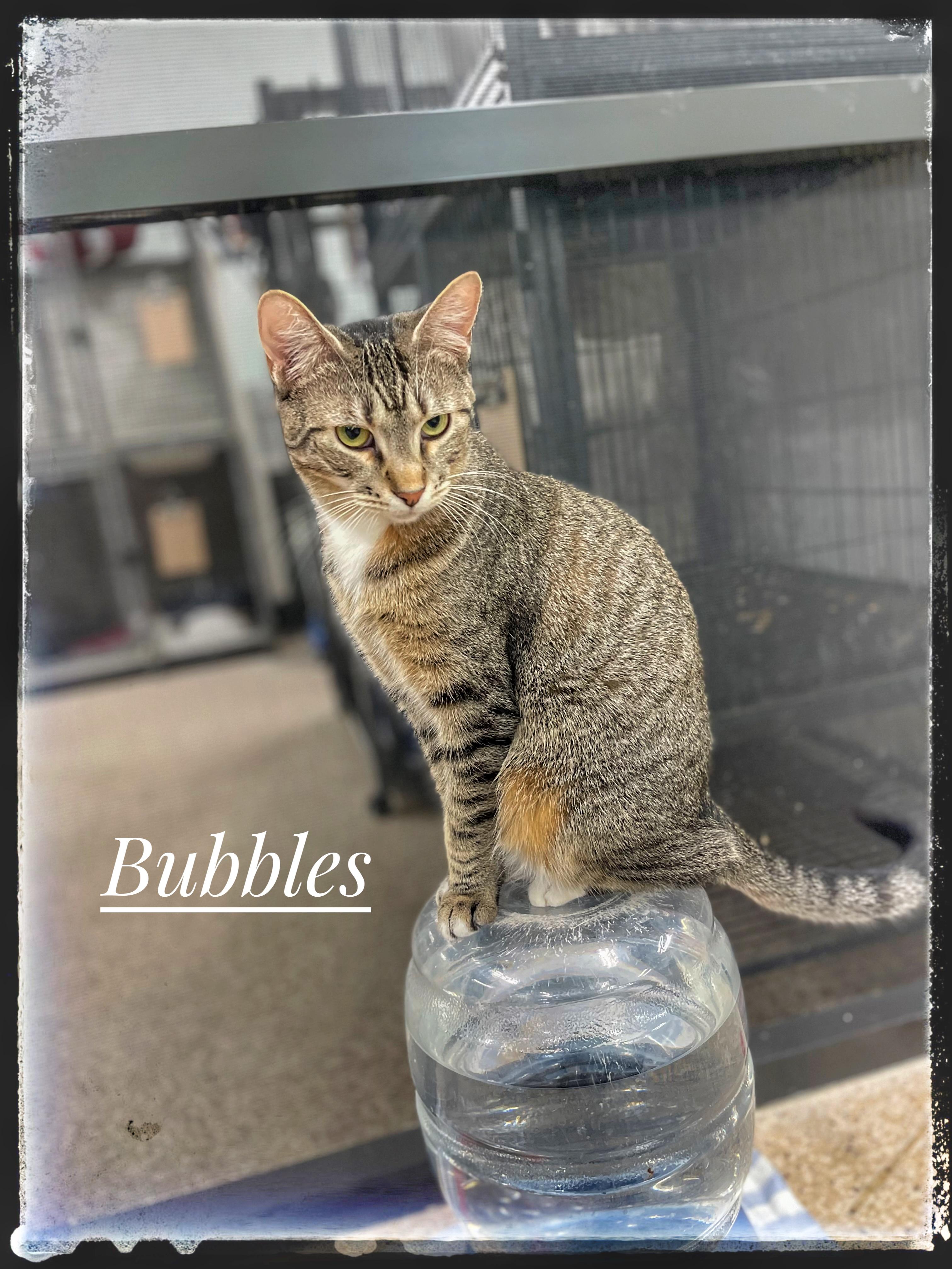 Bubbles thumbnail 6