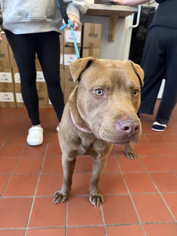Melvin, Adoptable, Young Male Pit Bull Terrier.