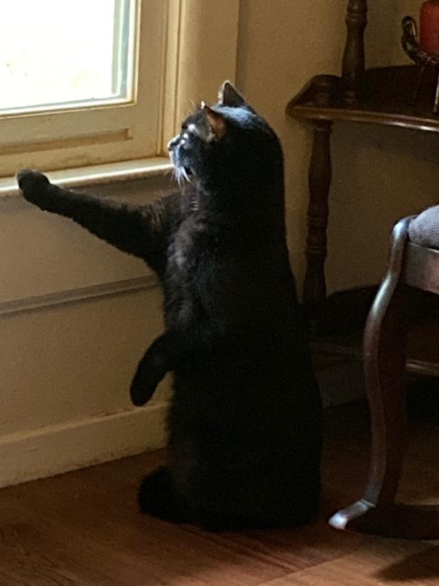 CeCe, a Adoptable mixed breed in Homewood, AL image 2/2