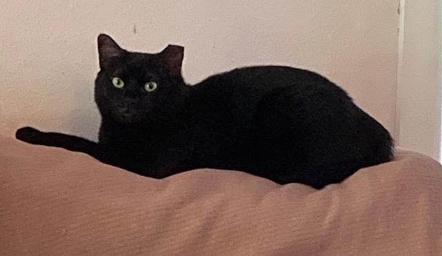 CeCe, Adult Female unknown