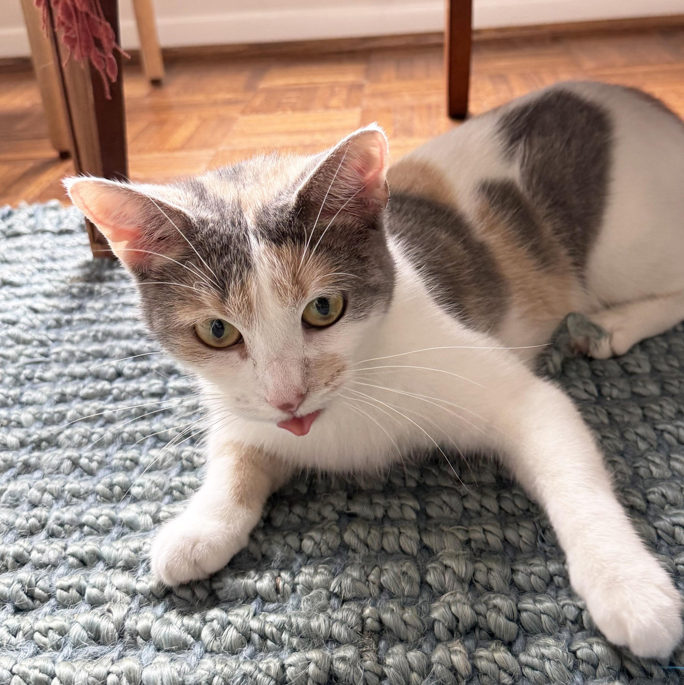 Enlarge Flora, a Adoptable Dilute Calico in Chicago, IL image 6/6