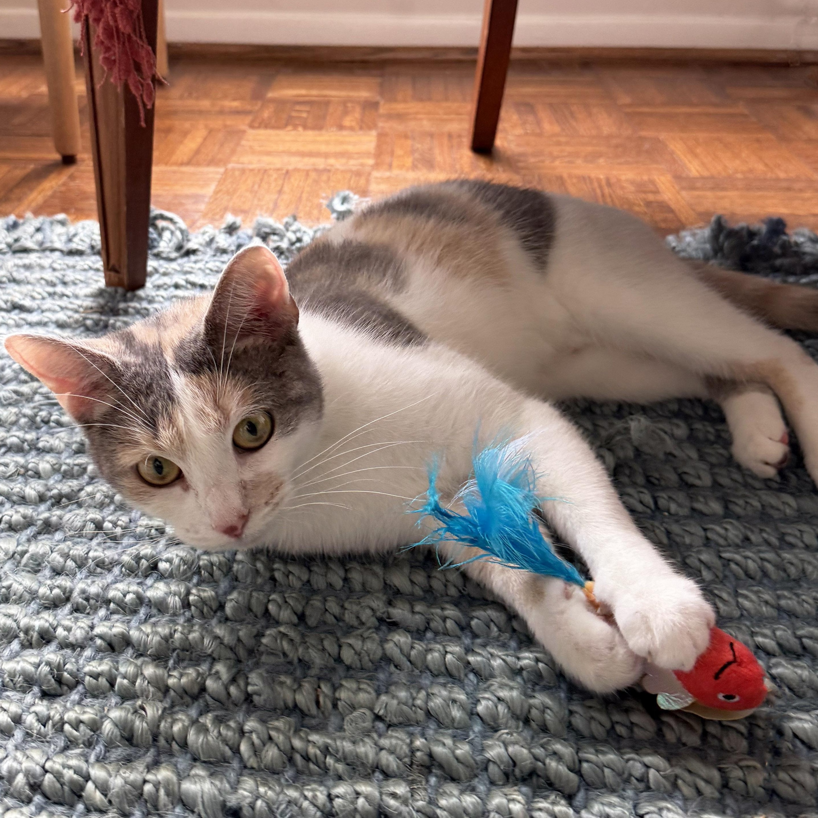 Enlarge Flora, a Adoptable Dilute Calico in Chicago, IL image 3/6