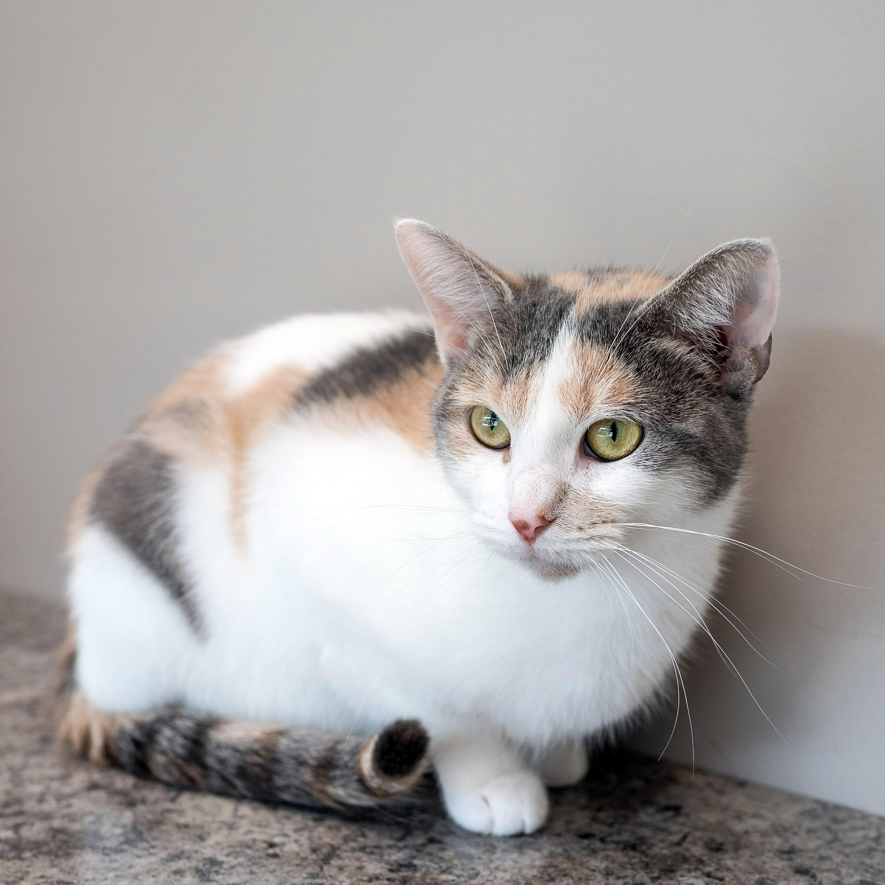 Enlarge Flora, a Adoptable Dilute Calico in Chicago, IL image 5/6