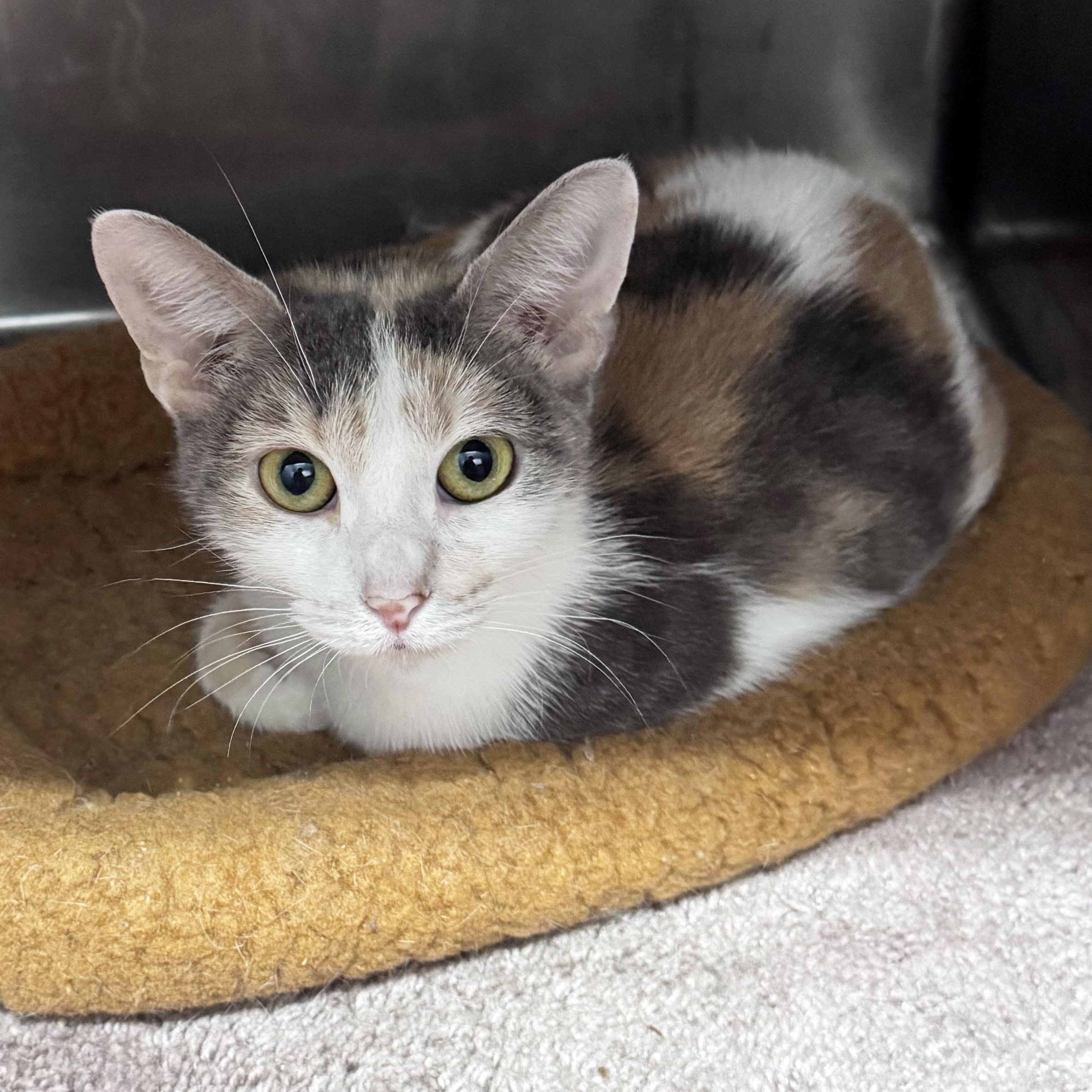 Enlarge Flora, a Adoptable Dilute Calico in Chicago, IL image 2/6