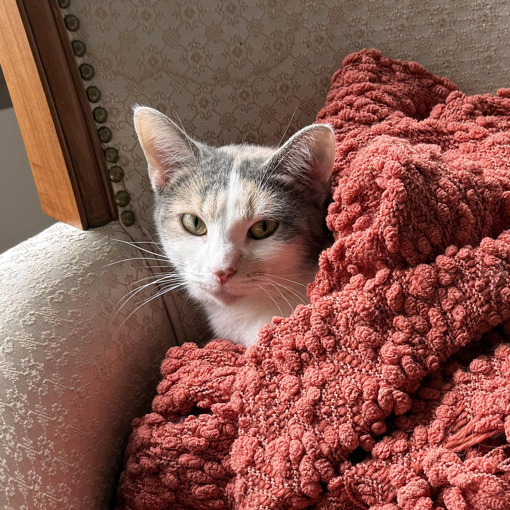 Enlarge Flora, a Adoptable Dilute Calico in Chicago, IL image 1/6