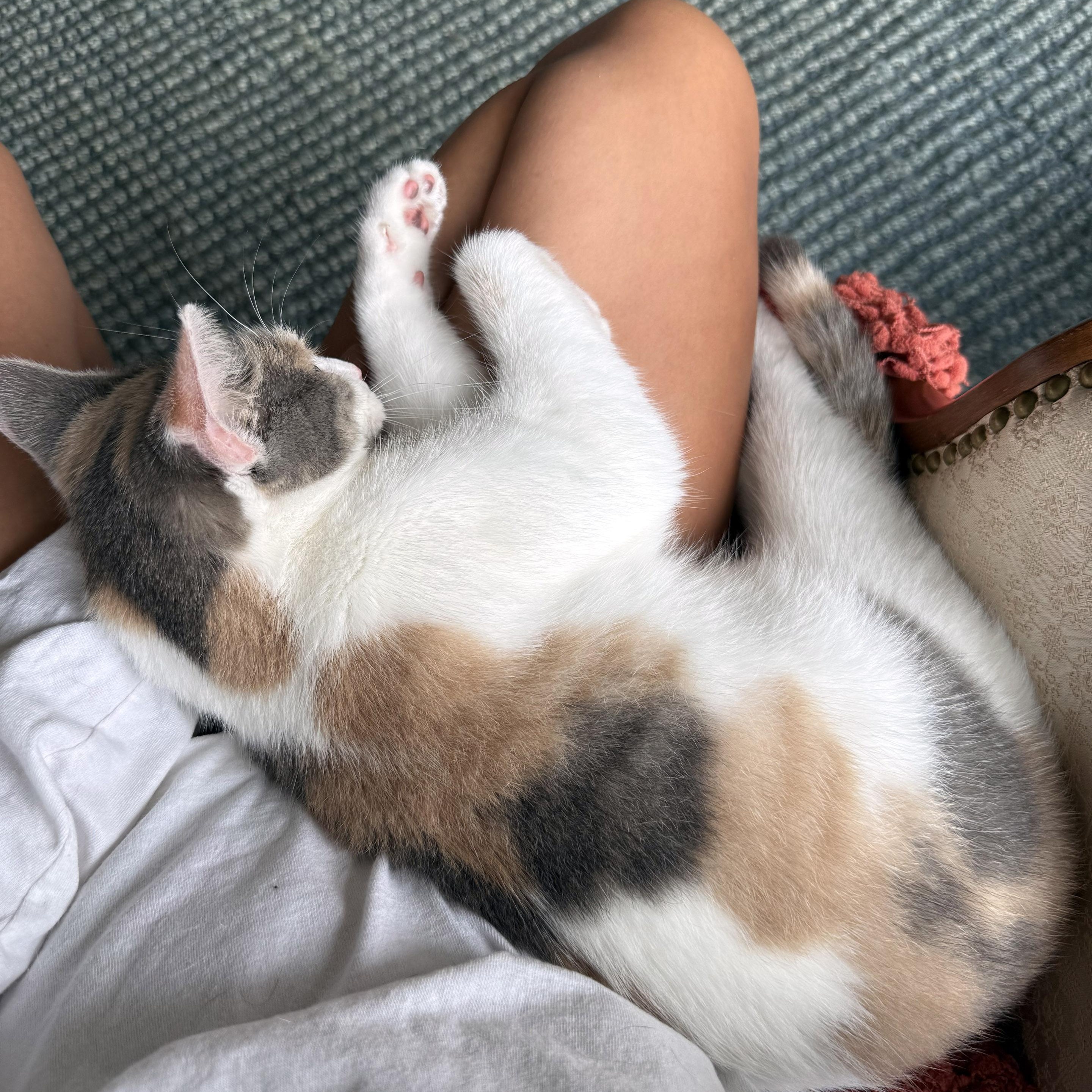 Enlarge Flora, a Adoptable Dilute Calico in Chicago, IL image 4/6