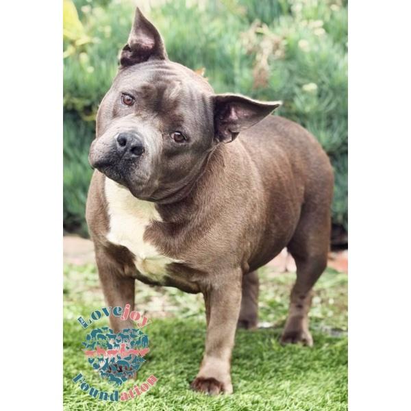 Xena MB, Adoptable, Senior Female Pit Bull Terrier.